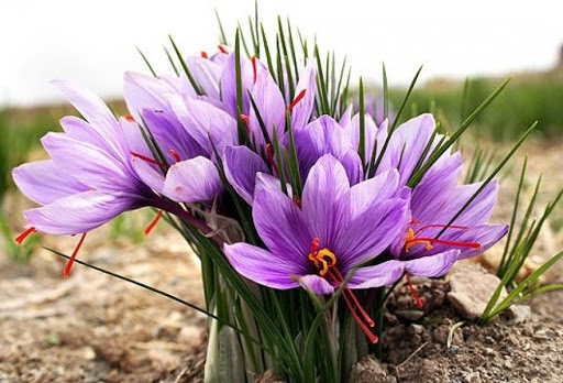 زعفران